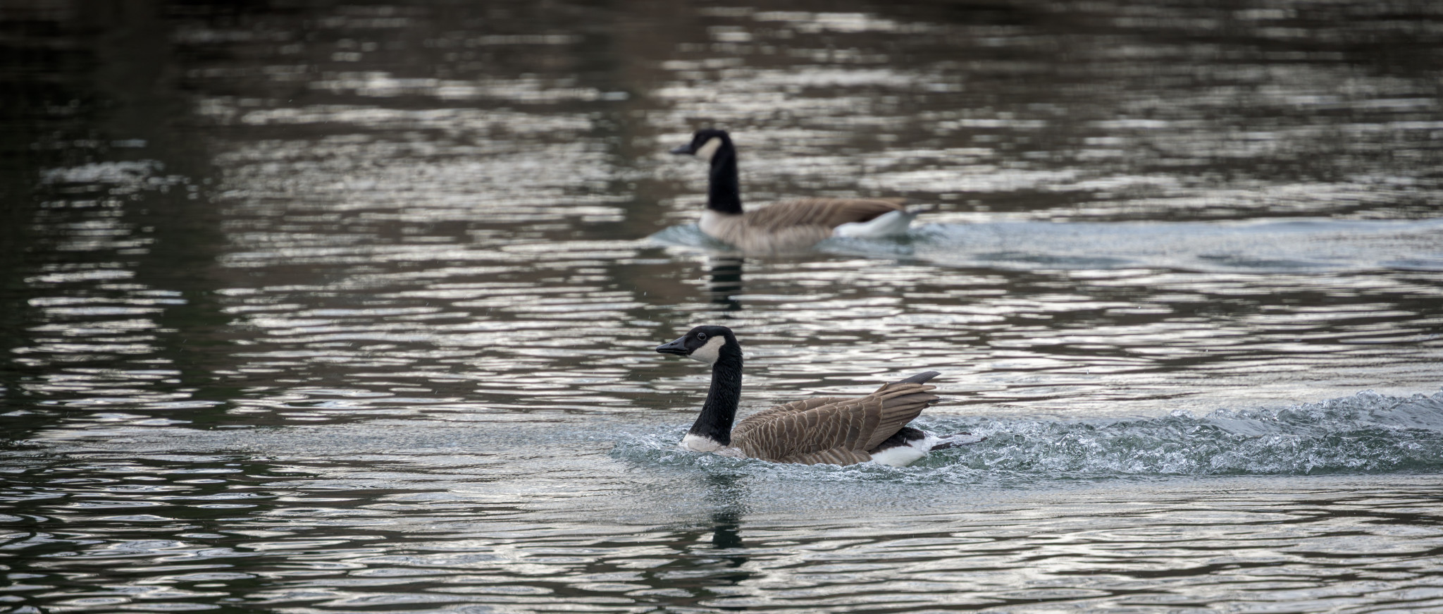 Synchronschwimmen