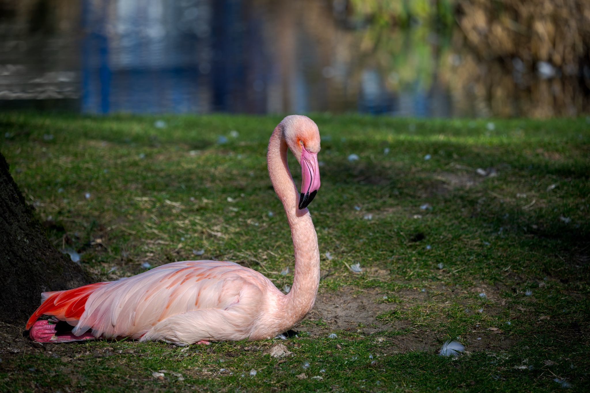 Ein Flamingo