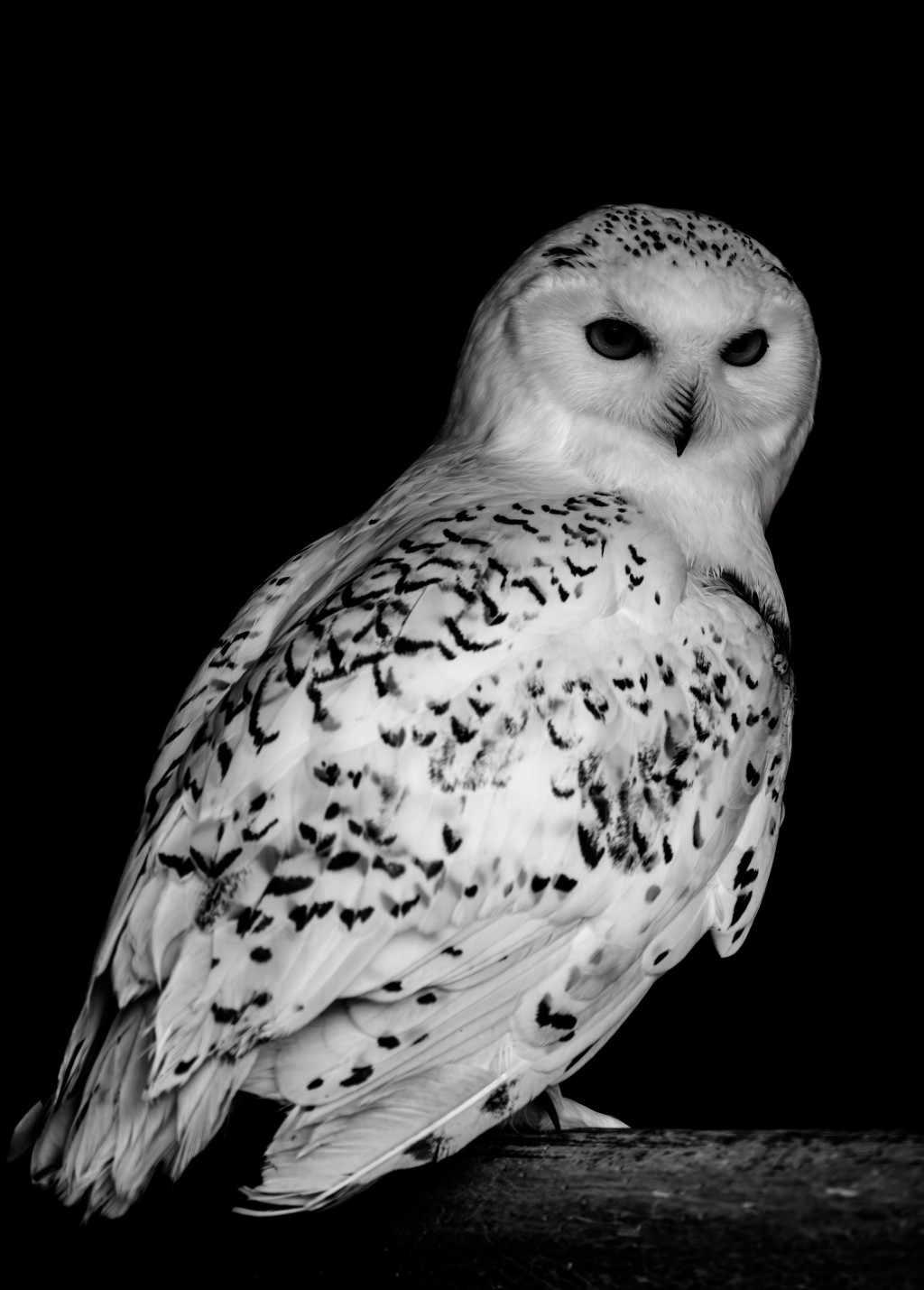 Schneeeule