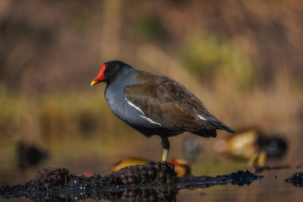 Teichhuhn