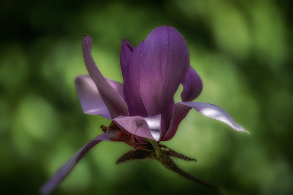Purpur Magnolie