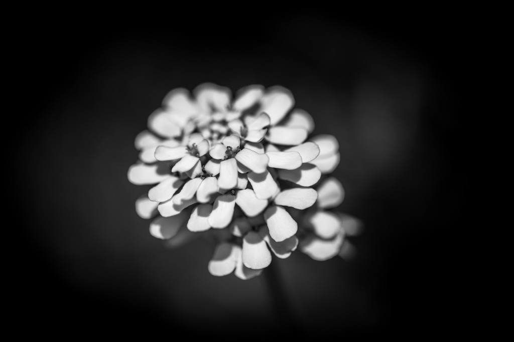 Schleifenblume