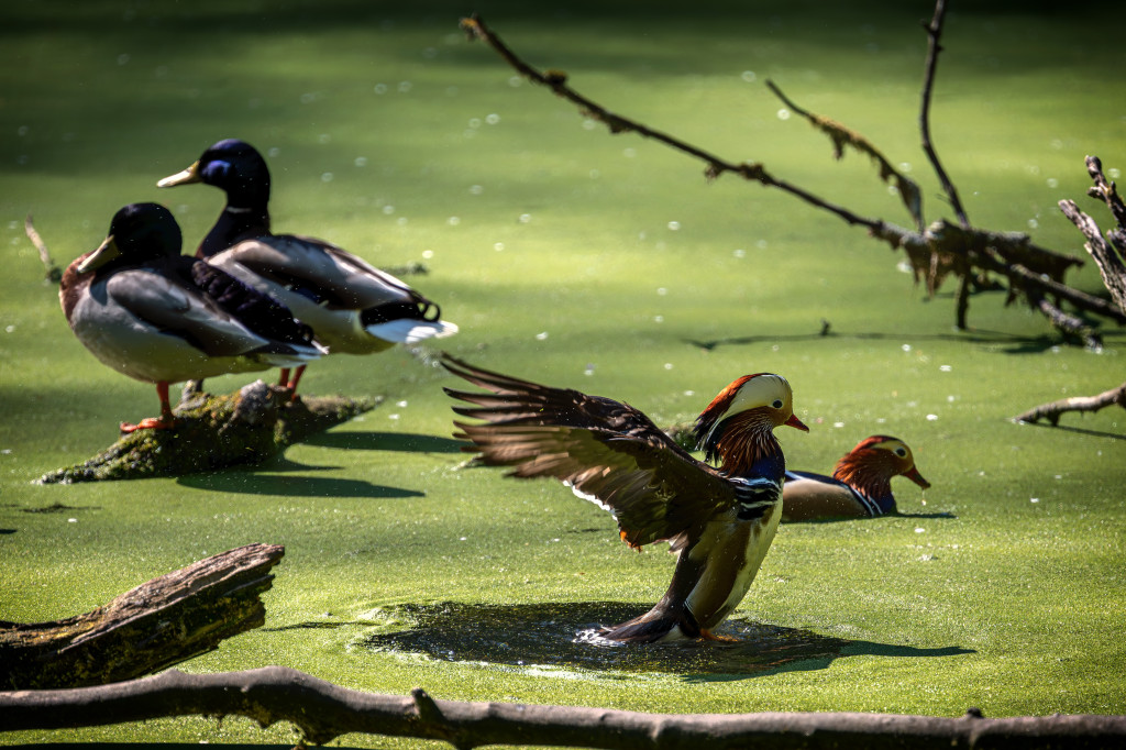 Ganz schön was los auf dem Teich