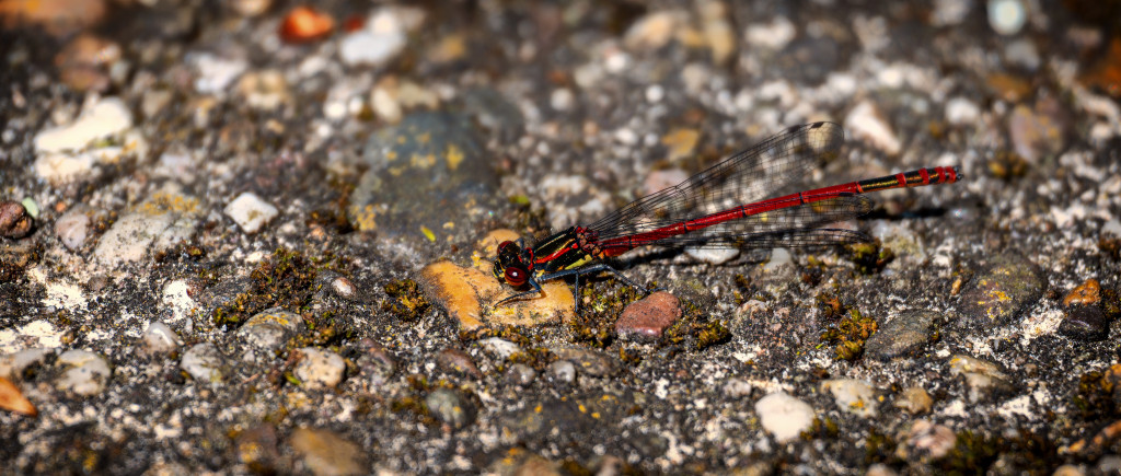 Rote Libelle Auf Steinboden