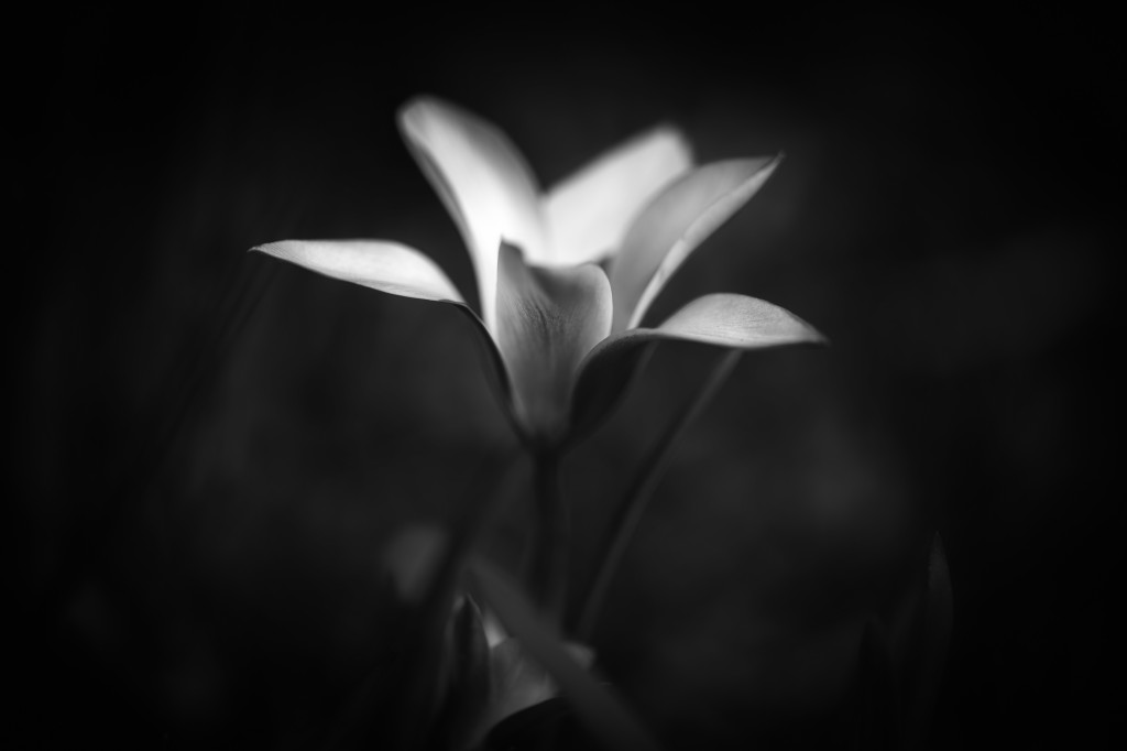 Waldtulpe
