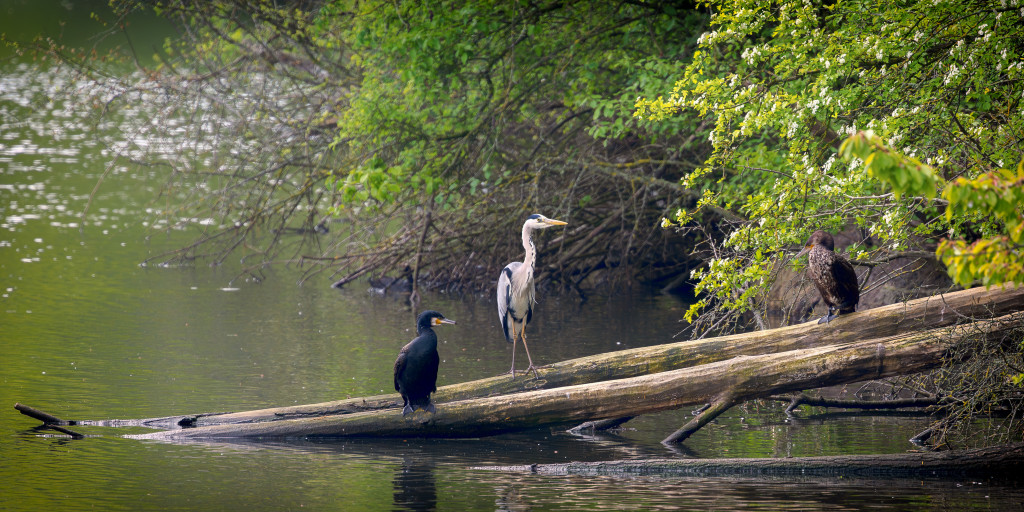 Herrschaft über den Teich