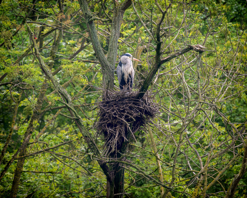 Reiher im Nest