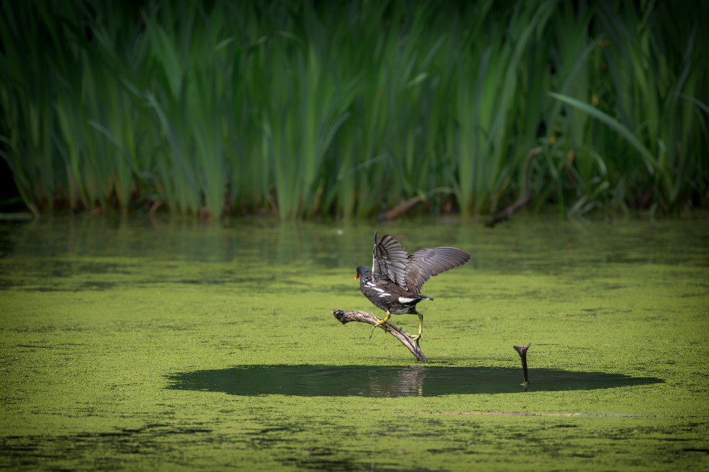 Neues vom Teich