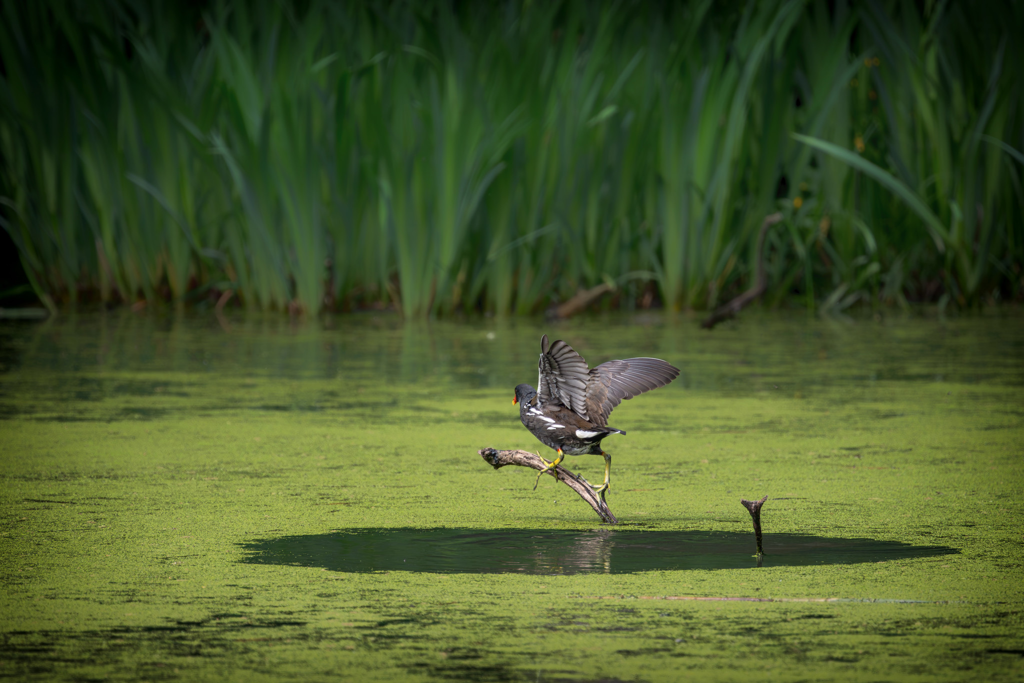 Neues vom Teich