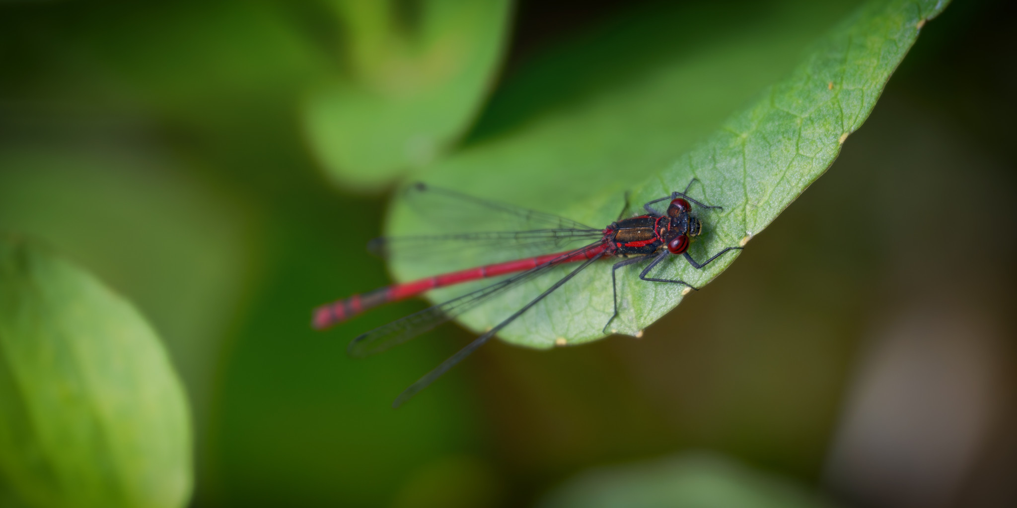 Libelle