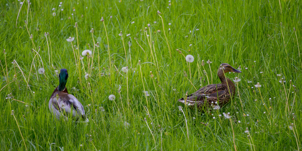 Zwei Enten Hinter Dem Haus