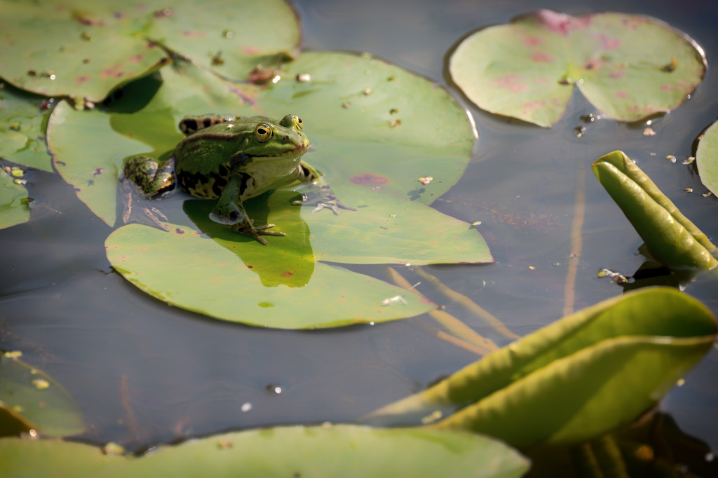 Neues vom Teich