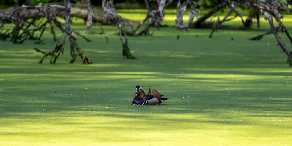 Neues vom Teich