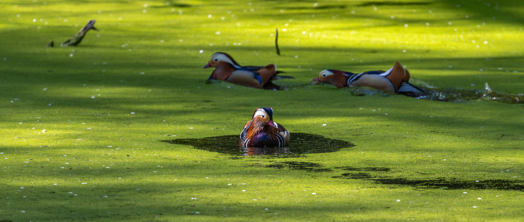 Neues vom Teich