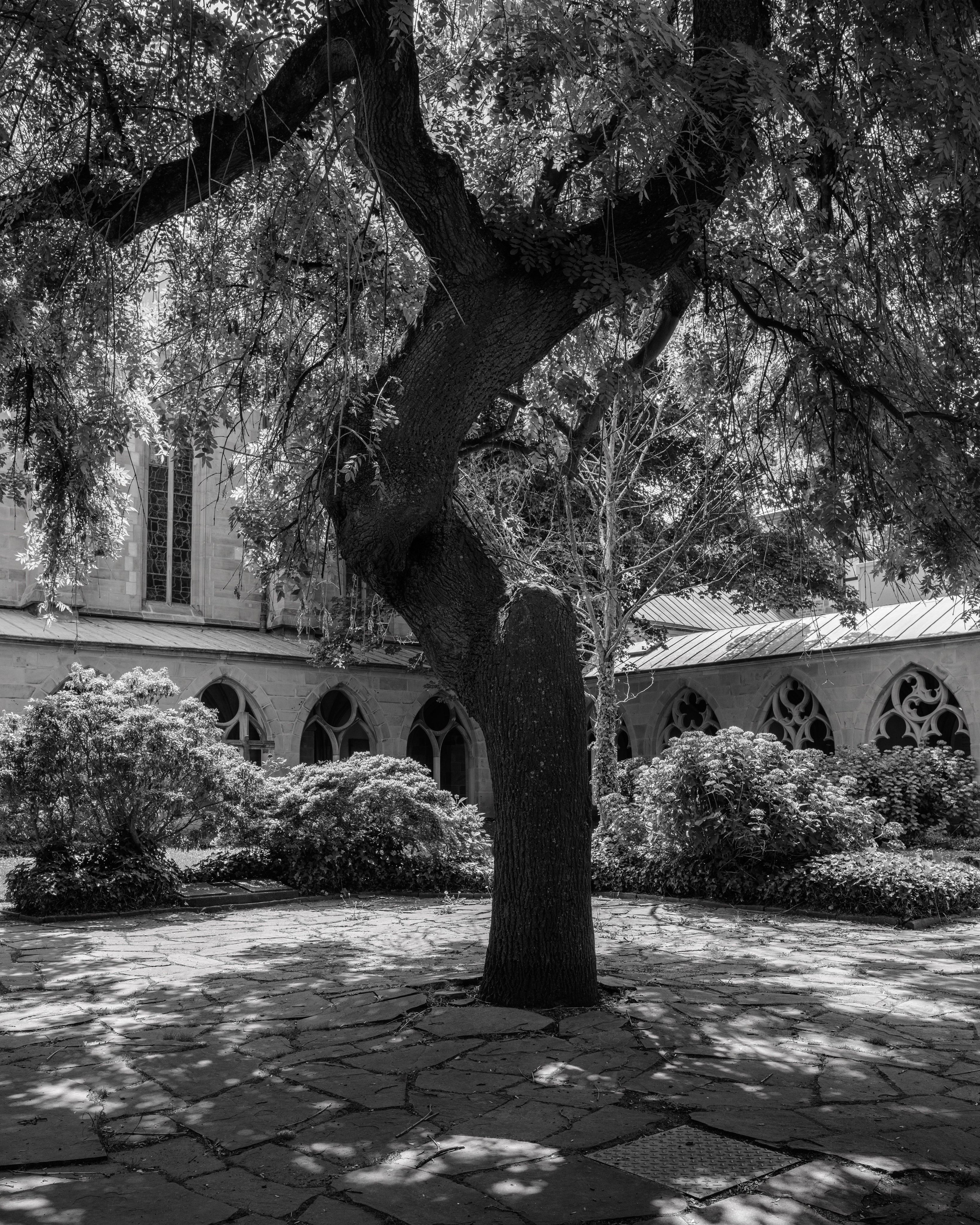 Baum im Kreuzgang – 17. Juni 2025
