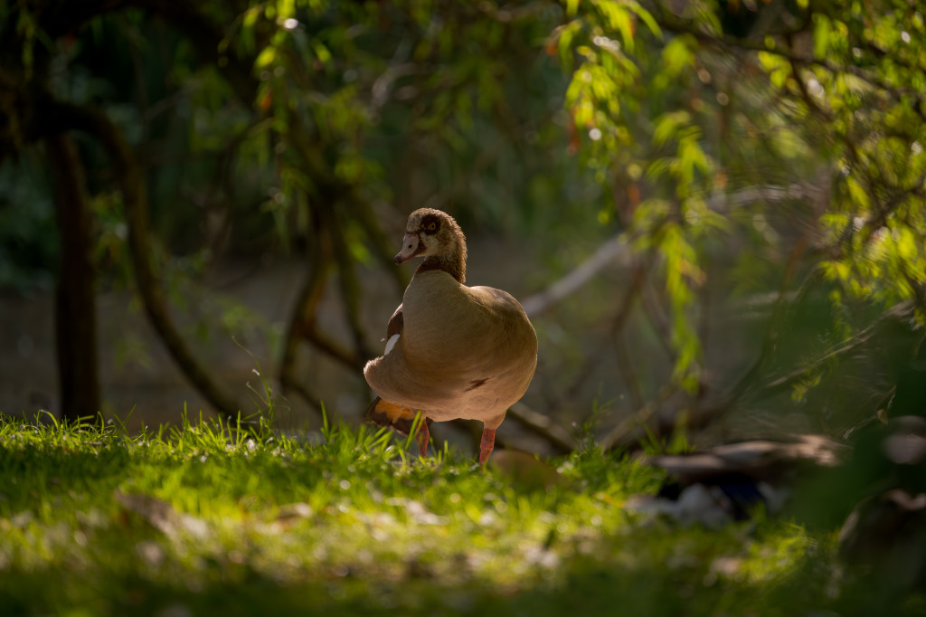 Der frühe Vogel…