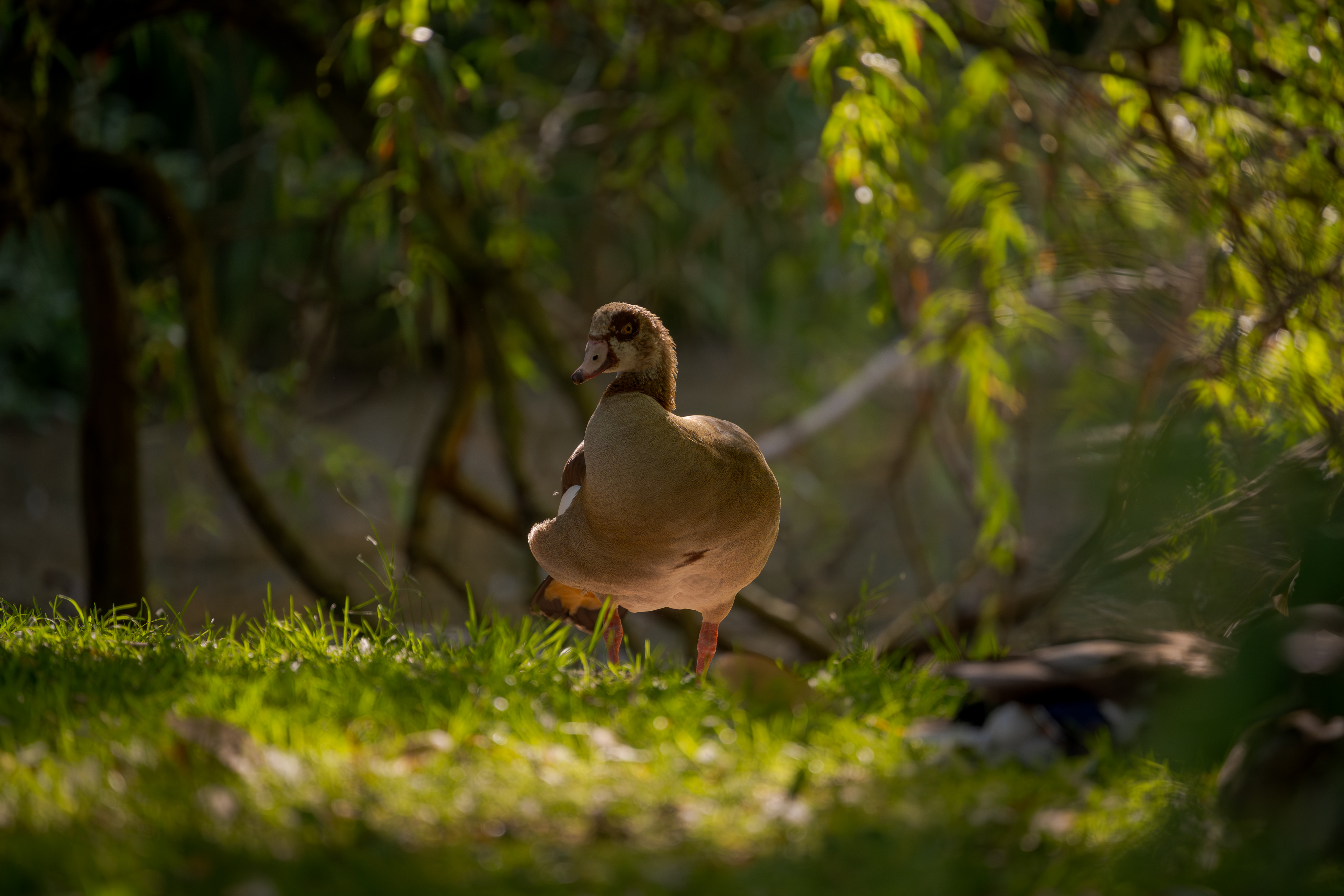Nilgans 1 – 22. Juni 2025