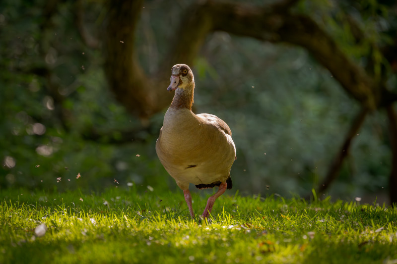 Nilgans 2