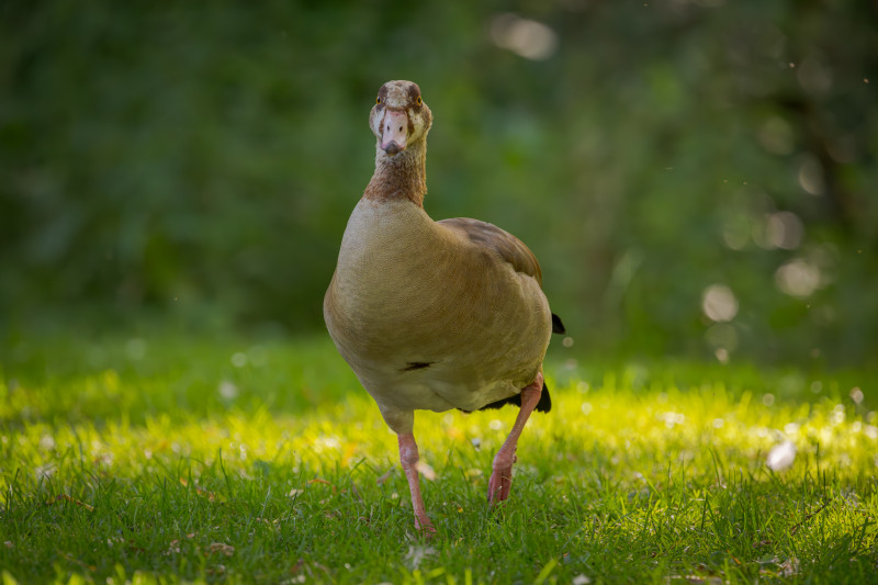 Nilgans 3