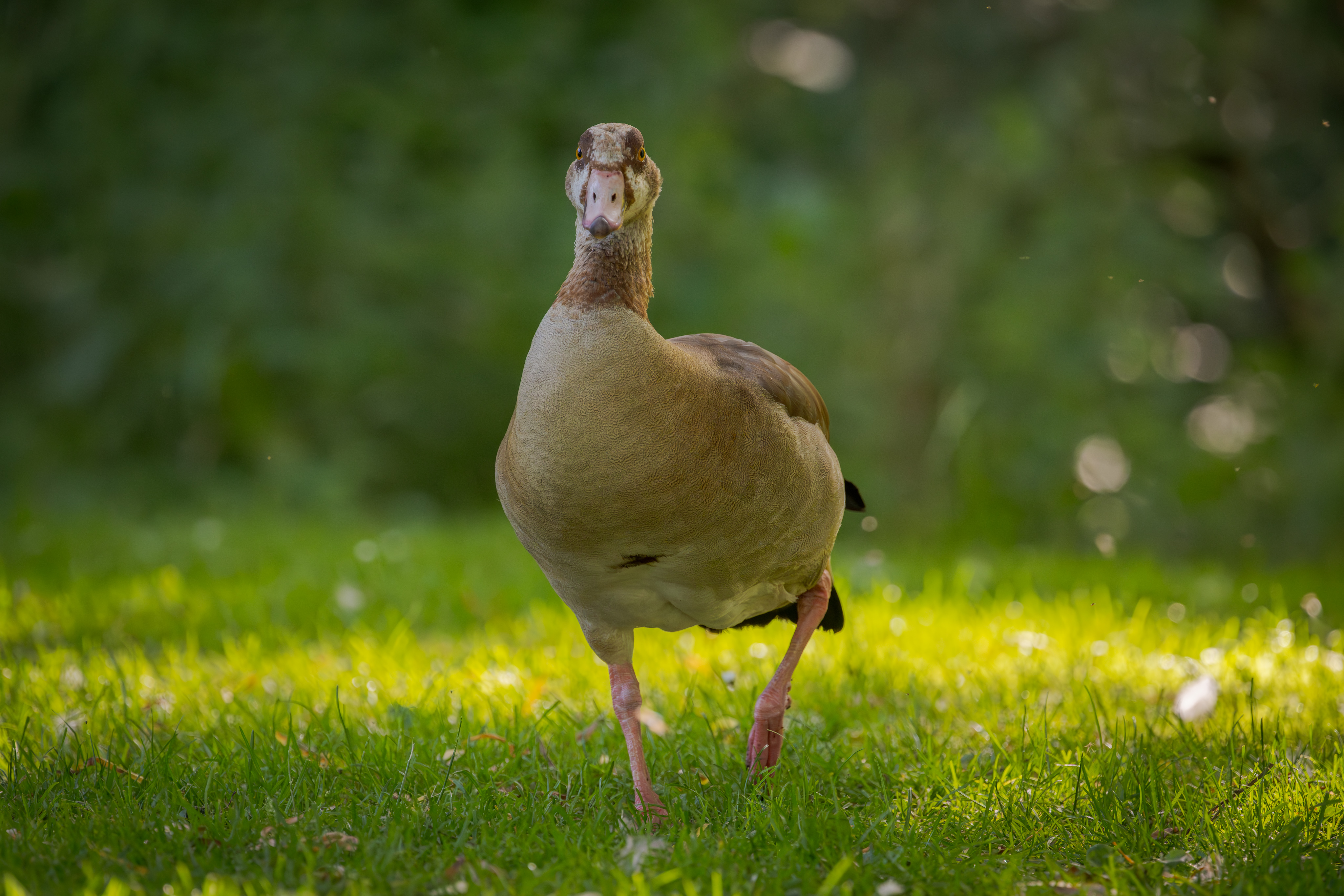 Nilgans 3 – 22. Juni 2025