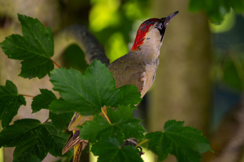 Specht im Baum