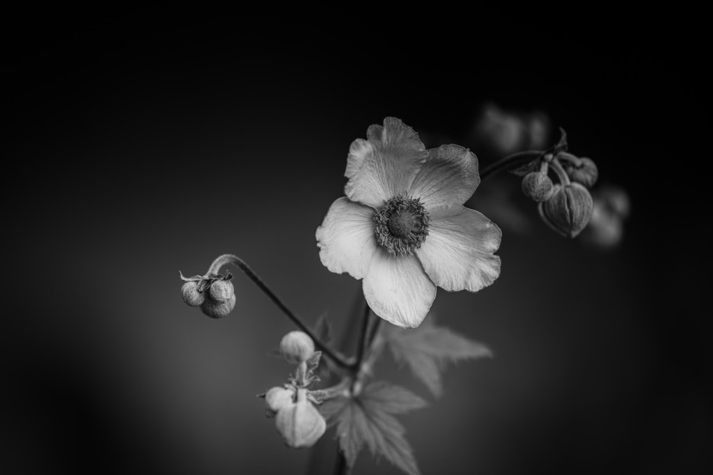 Herbstanemone… im Sommer…