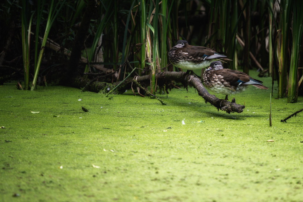 Neues vom Teich