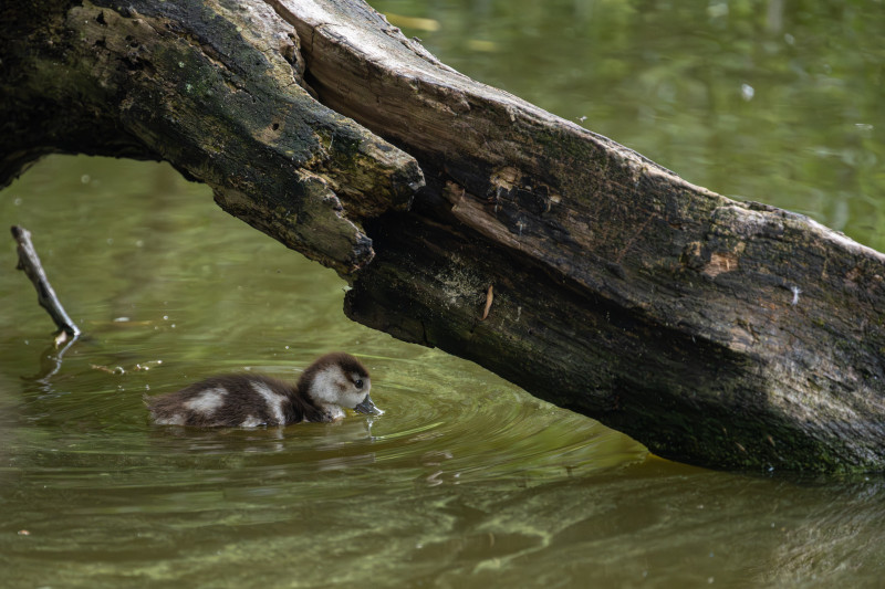 Ein Nilgans Küken im Wasser