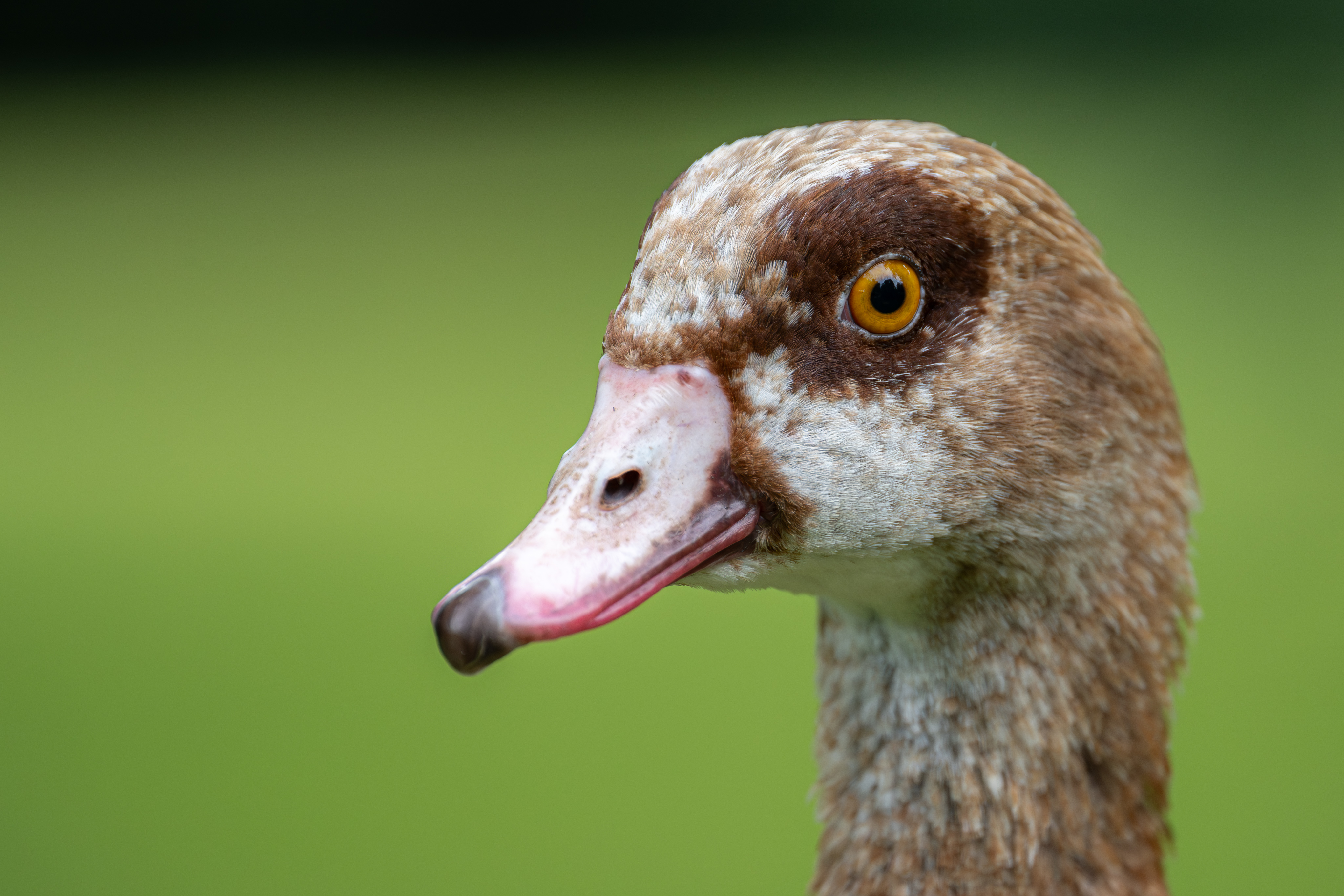 Nilgans Portrait – 23. Juli 2025