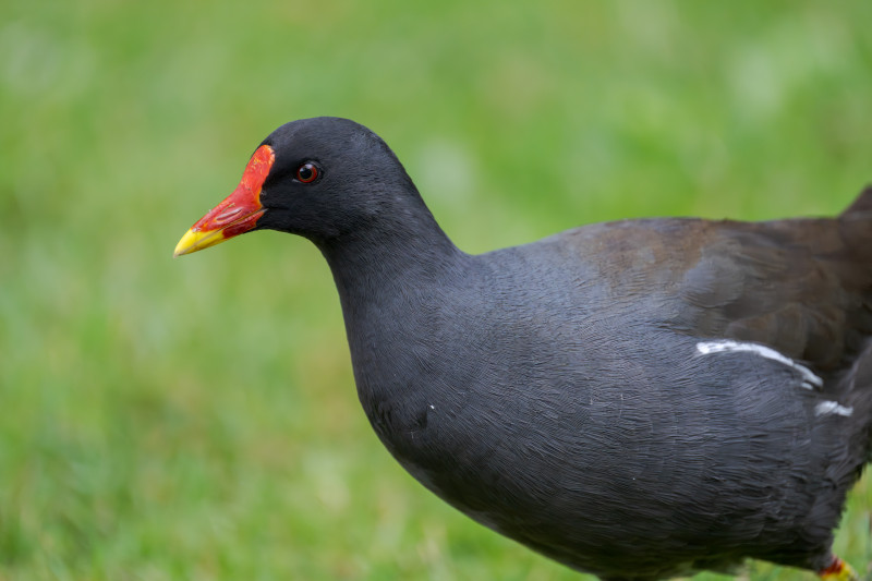 Teichhuhn Portrait