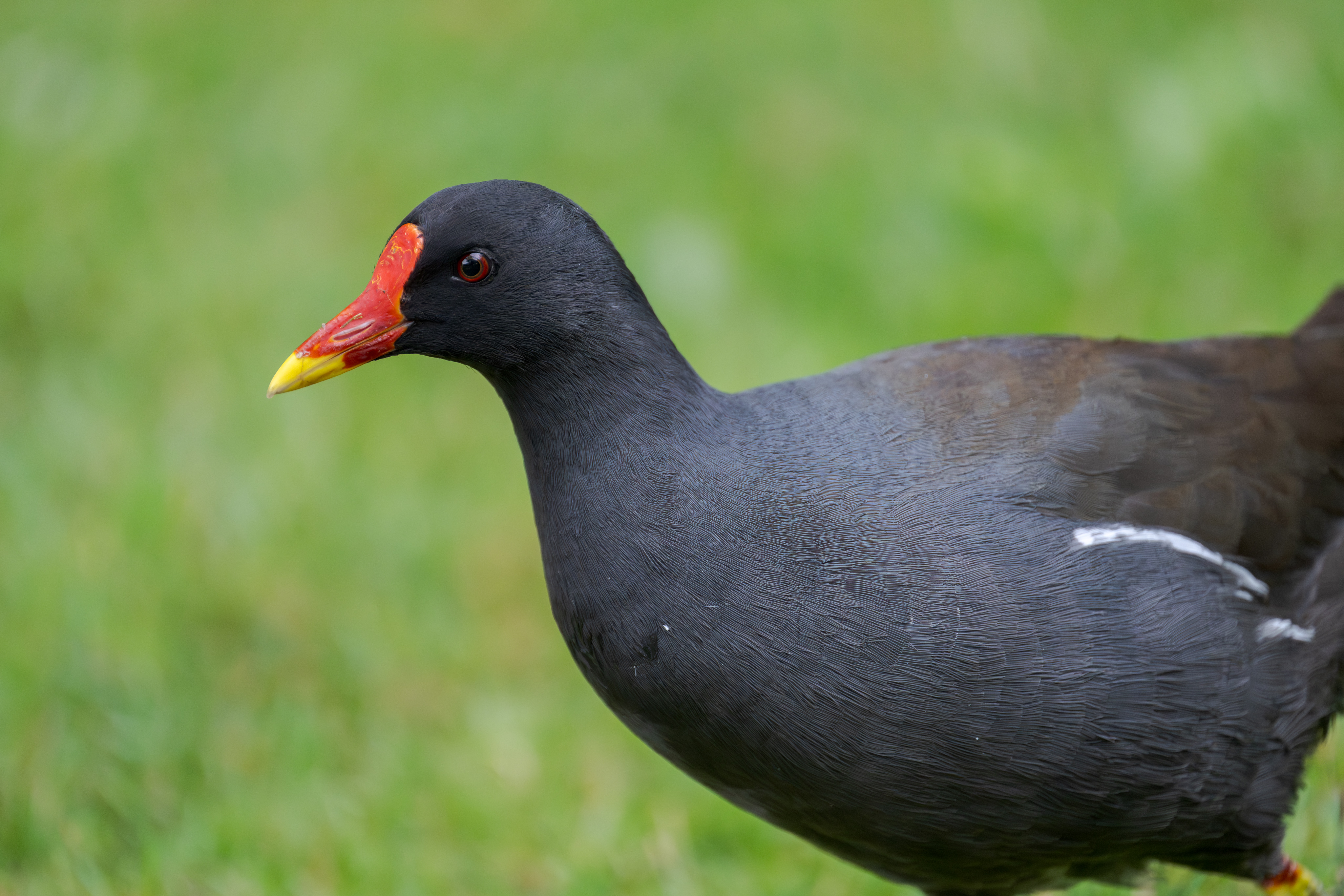 Teichhuhn Portrait – 25. Juli 2025