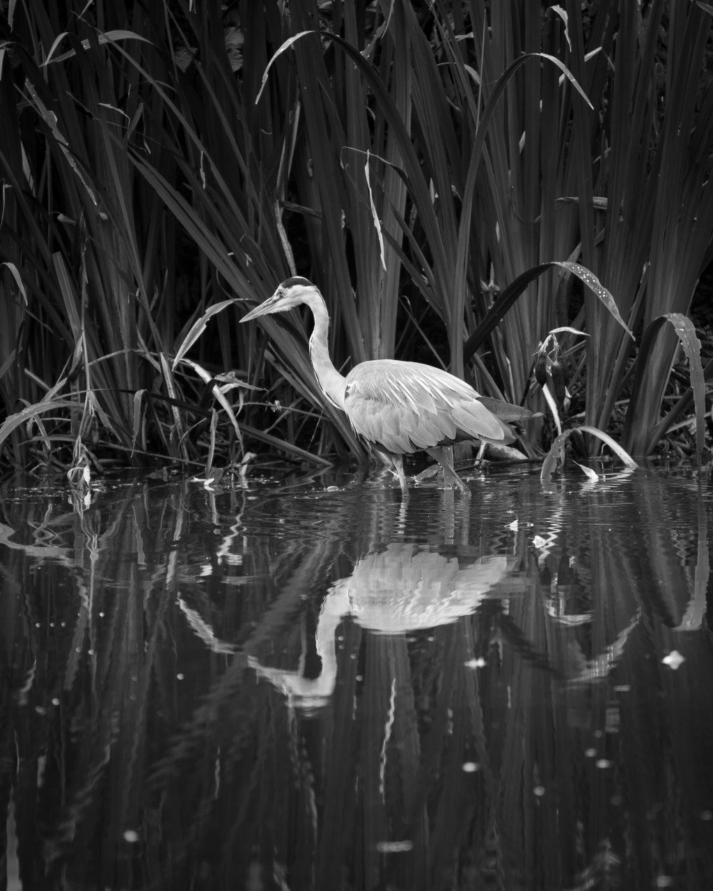 Neues vom Teich