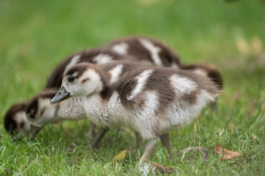 Gänseküken