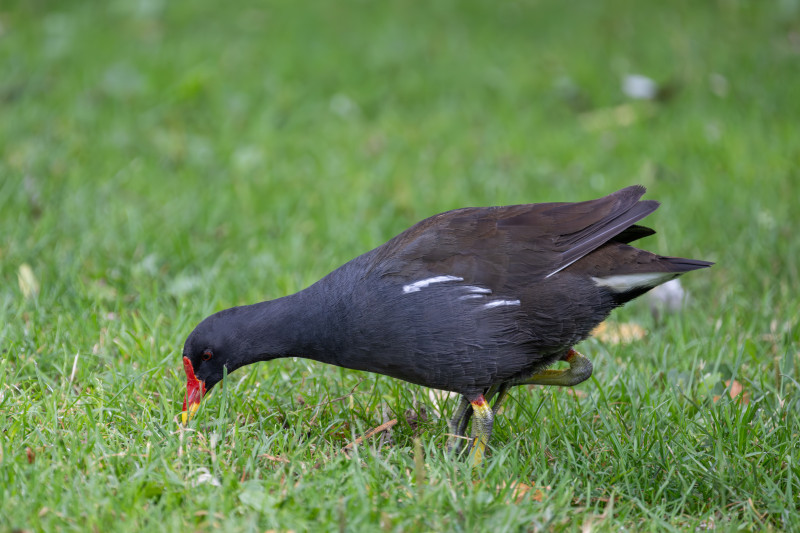 Teichhuhn