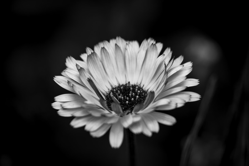 Echter Bartpippau