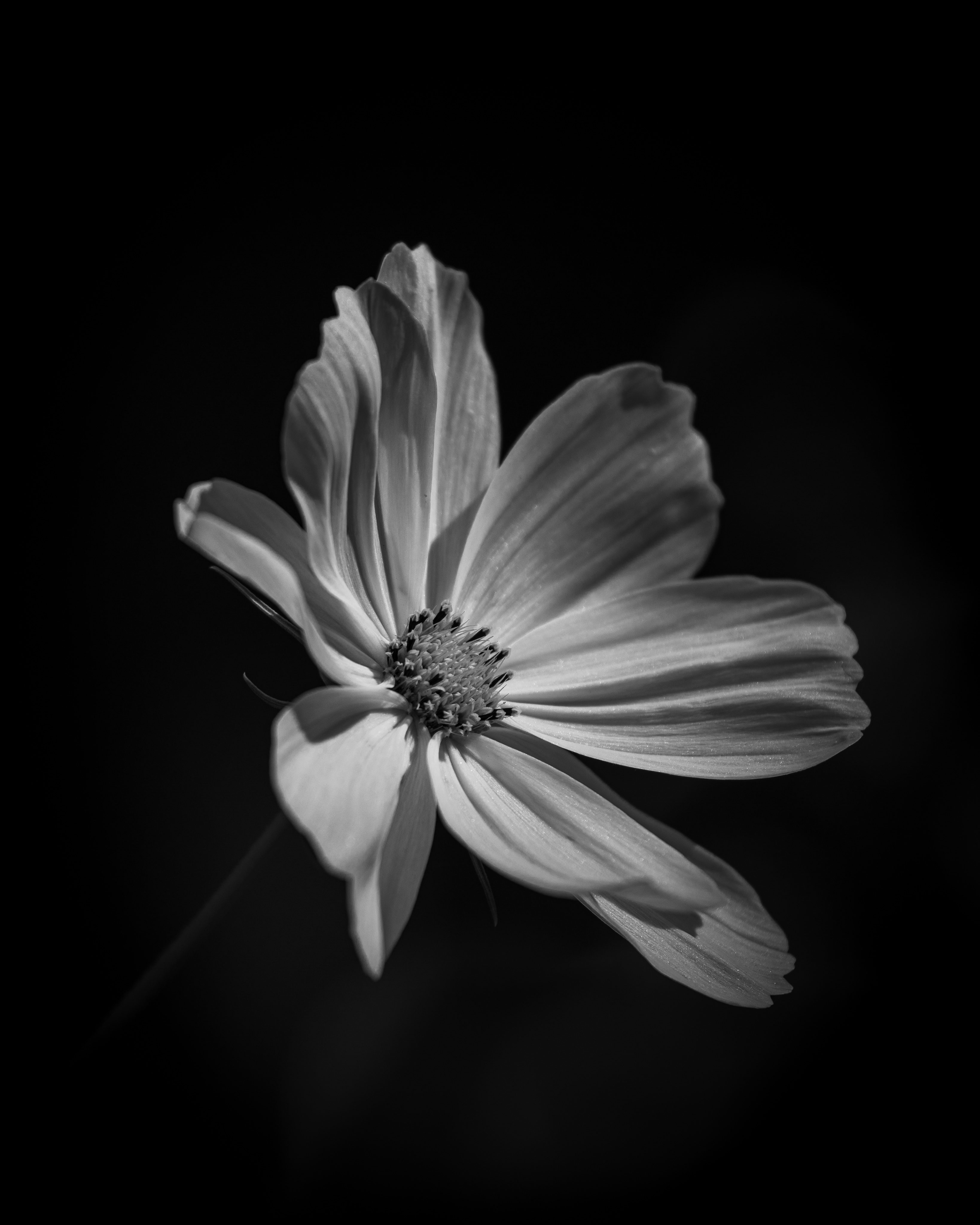Cosmea – 13. August 2025