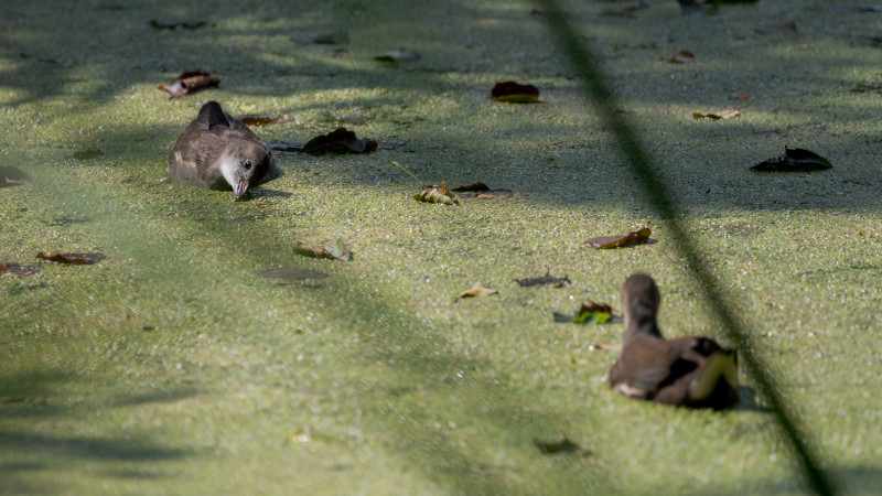 Neues Vom Teich