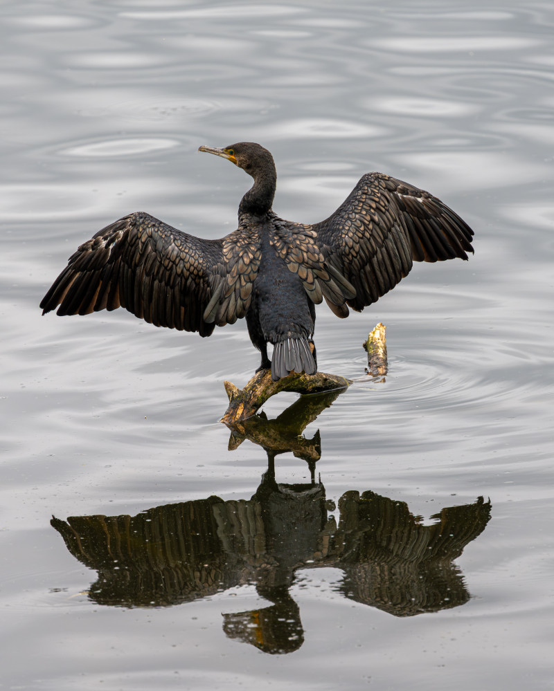 Kormoran