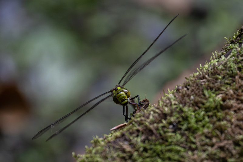 Libelle 1