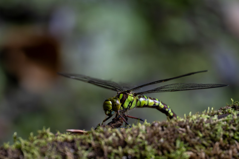 Libelle 2