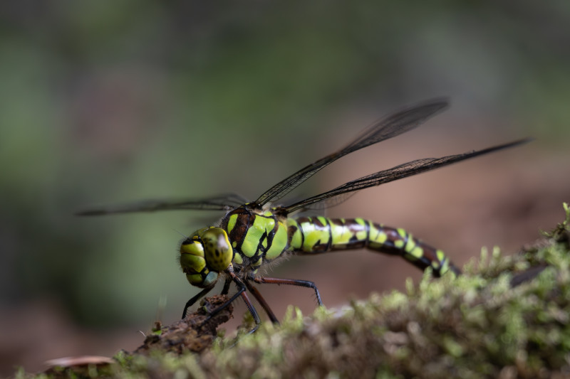 Libelle 3