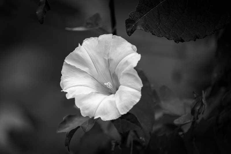Zaunwinde