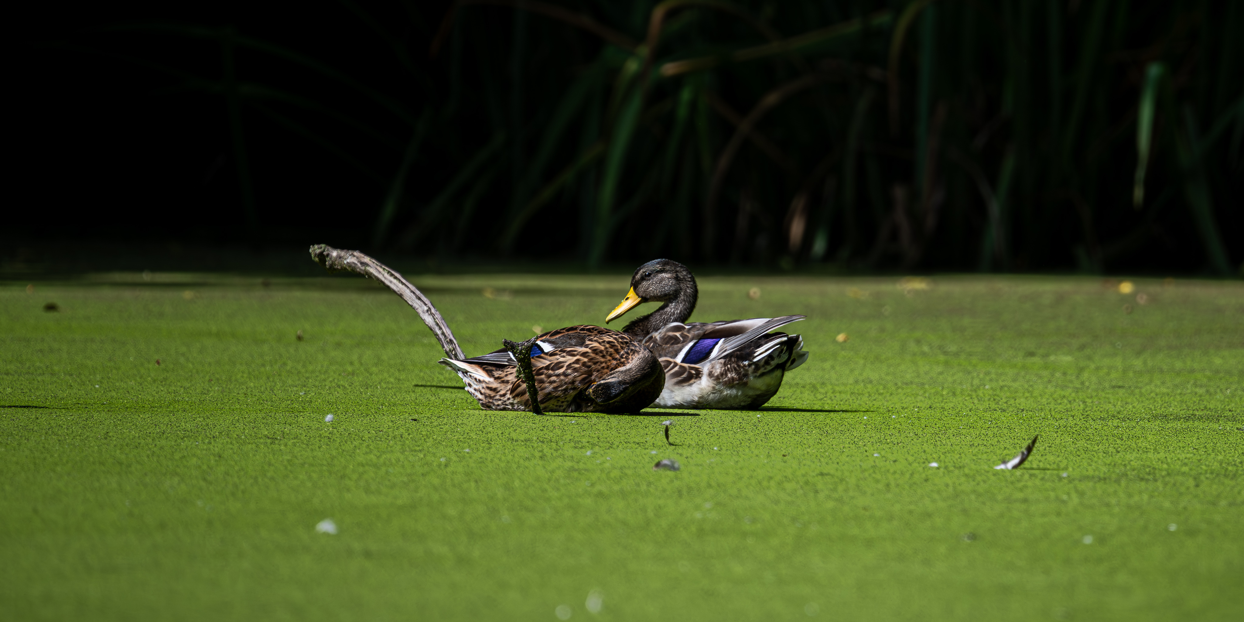 Enten – 1. September 2025