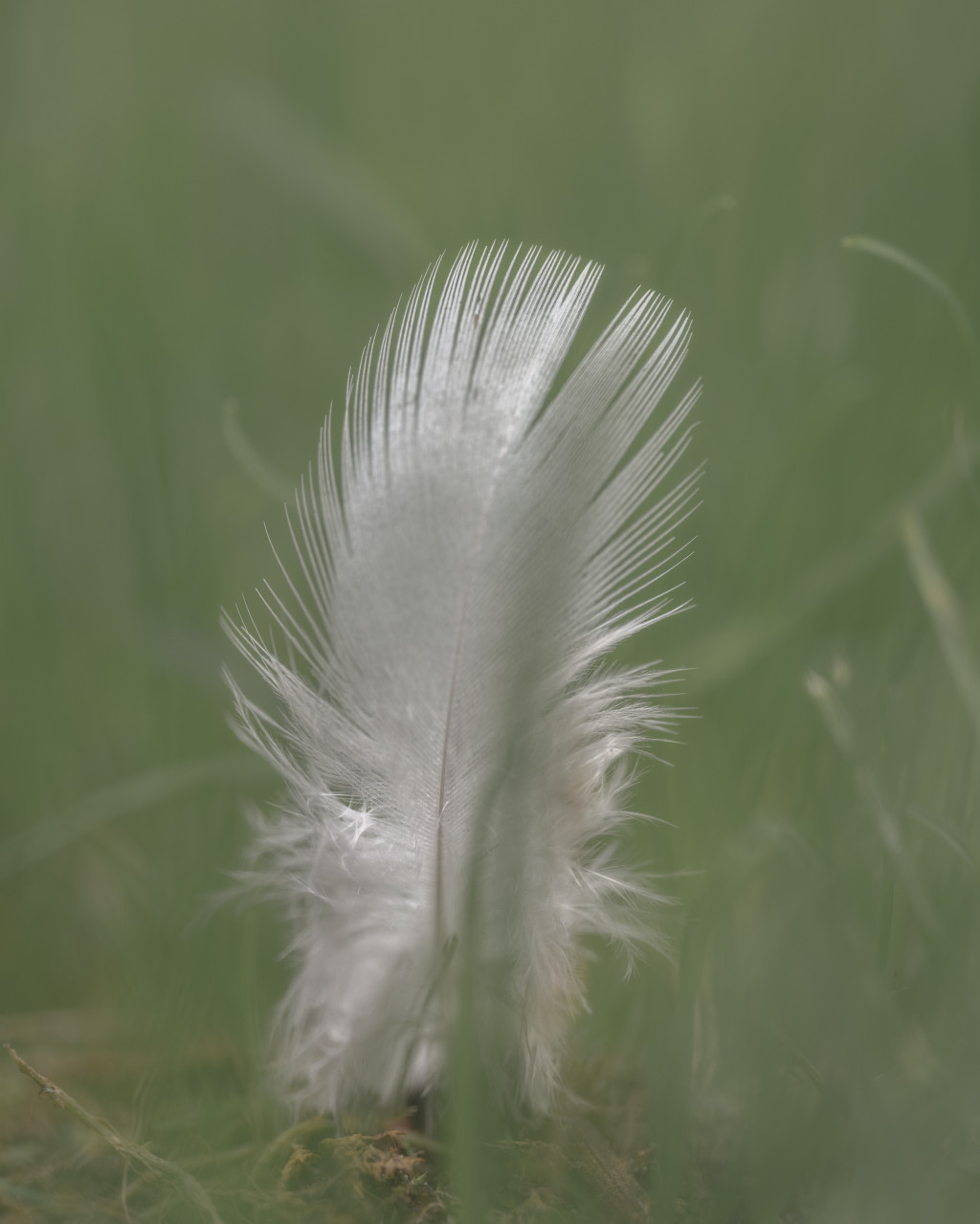 Last Gänseblümchen standing