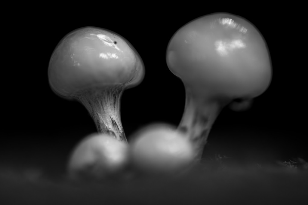Last Gänseblümchen standing