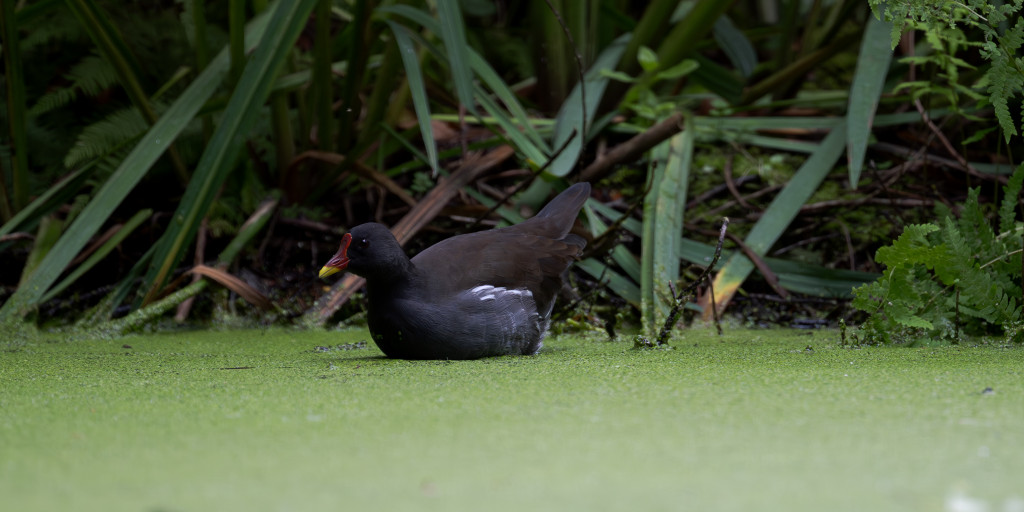 Neues vom Teich