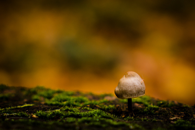 bug on mushroom